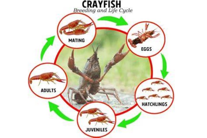 How long do marbled crayfish live?