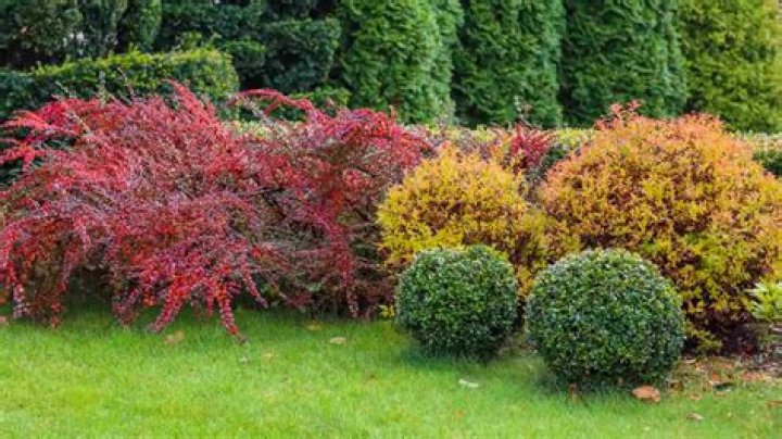 How long do shrubs take to grow?