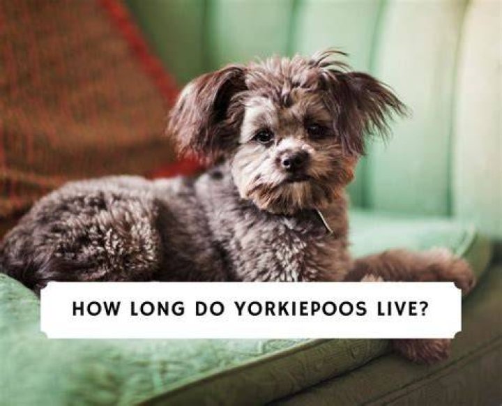 How long do Yorkie Poms live?