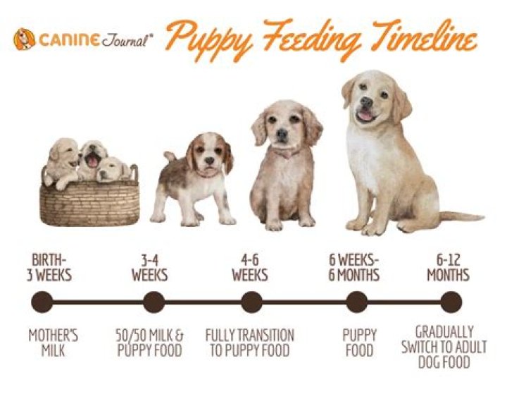 How long do you feed a puppy three times a day?