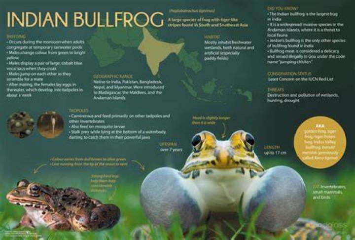 How long does a bullfrog live for?