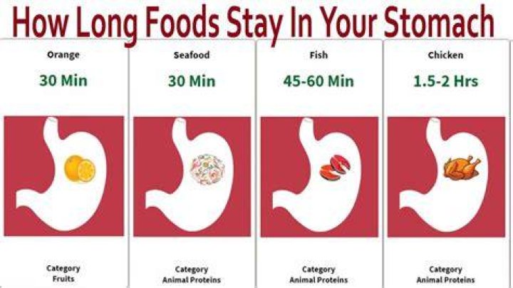 How long does a burger stay in your stomach?