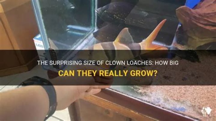 How long does a clown loach live?