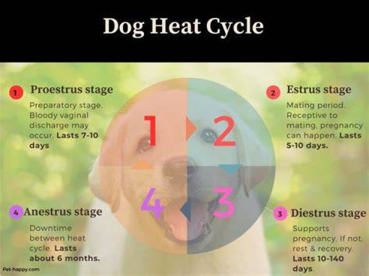 How long does a dog bleed while in heat?
