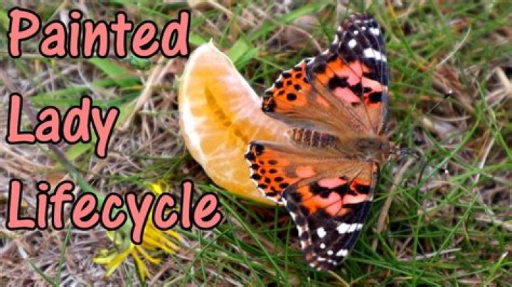 How long does a painted lady live?