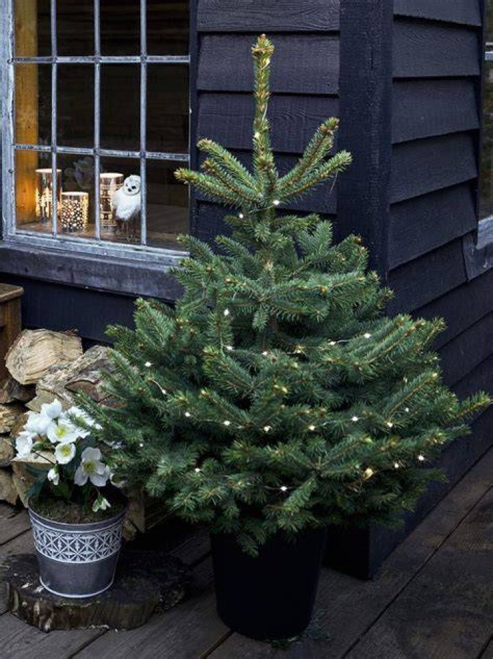 How long does a potted Christmas tree last?