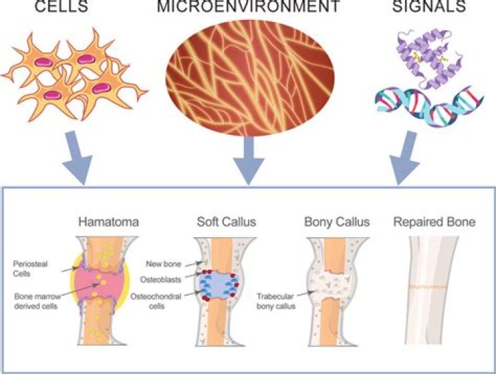 How long does fibrocartilage callus formation take?