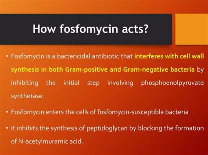 How long does fosfomycin stay in system?