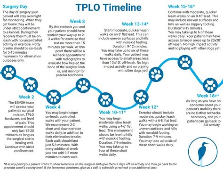 How long does it take for a dog to recover from TPLO surgery?