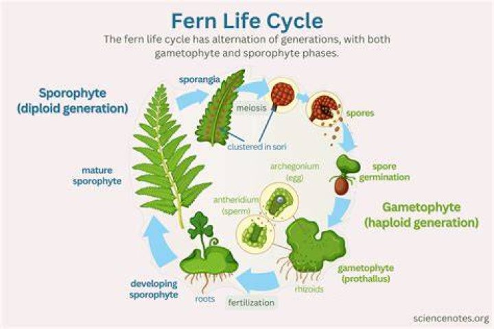 How long does it take for a fern to grow?