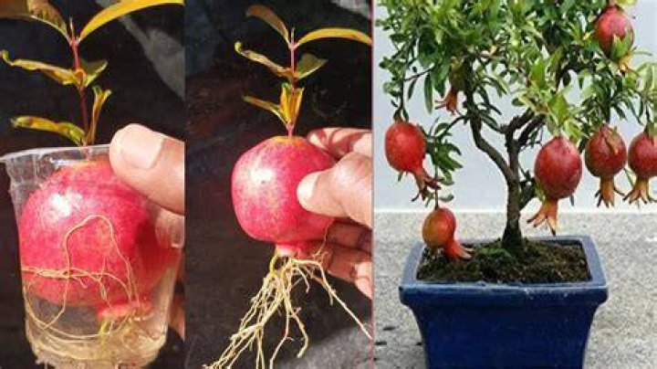 How long does it take for a pomegranate tree to produce fruit?
