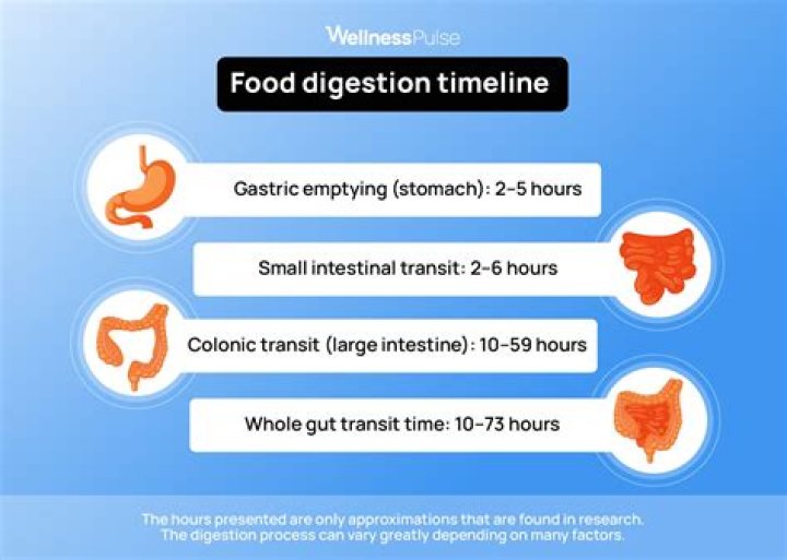 How long does it take for a snake to digest food?