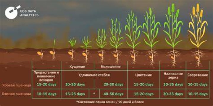 How long does it take for a tea plant to mature?