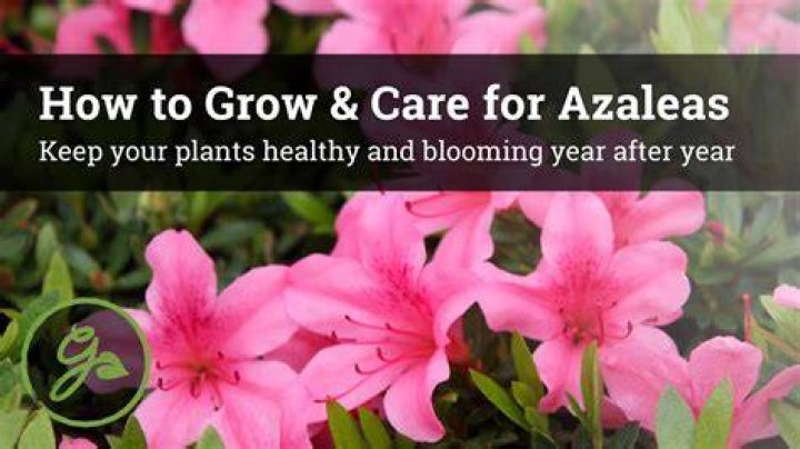 How long does it take for azaleas to grow?