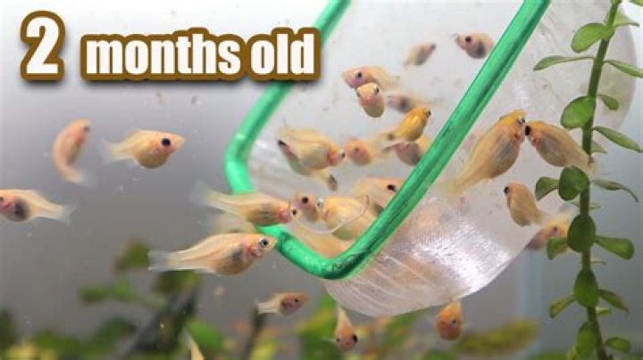 How long does it take for baby mollies to get their color?