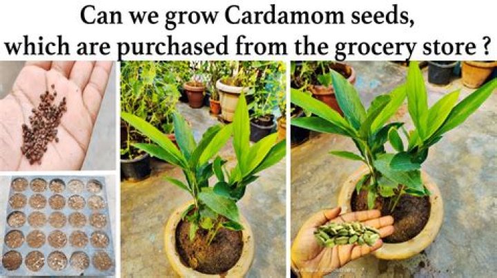 How long does it take for cardamom to grow?