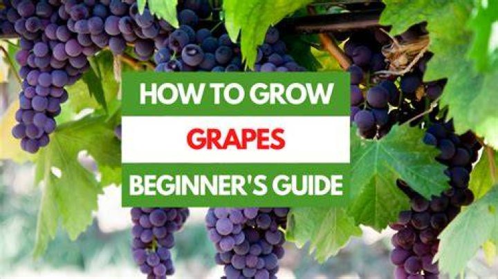How long does it take for grapes to go bad?