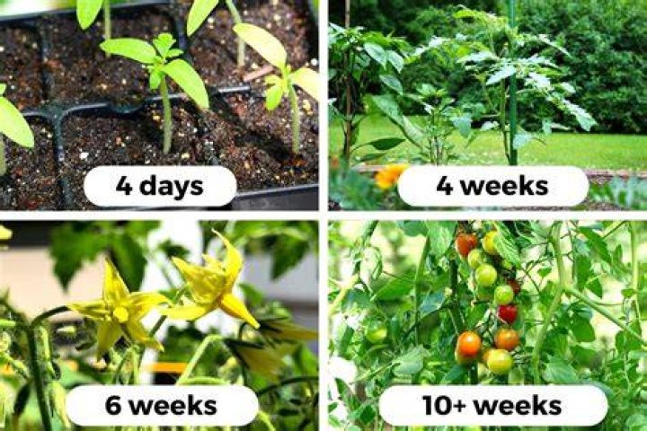 How long does it take for seedlings to grow true leaves?