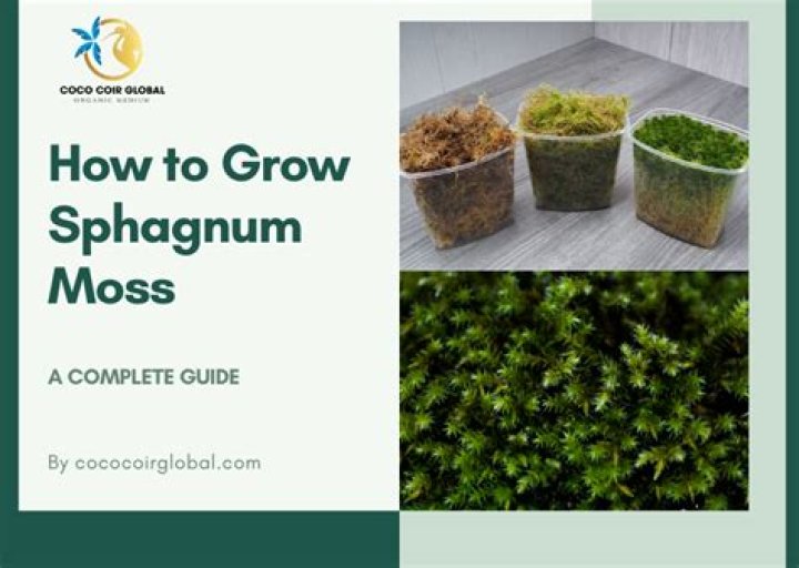 How long does it take for sphagnum moss to grow?