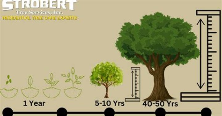How long does it take to grow a white pine tree?