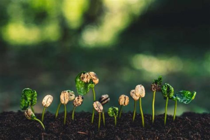 How long does it take to grow coffee beans?