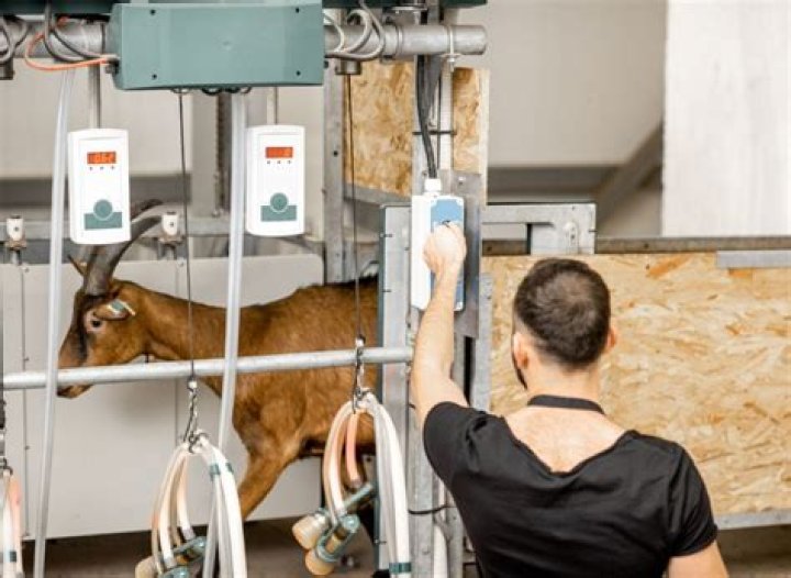 How long does it take to milk a goat by hand?