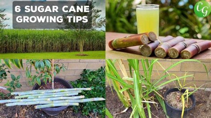 How long does sugarcane take to mature?
