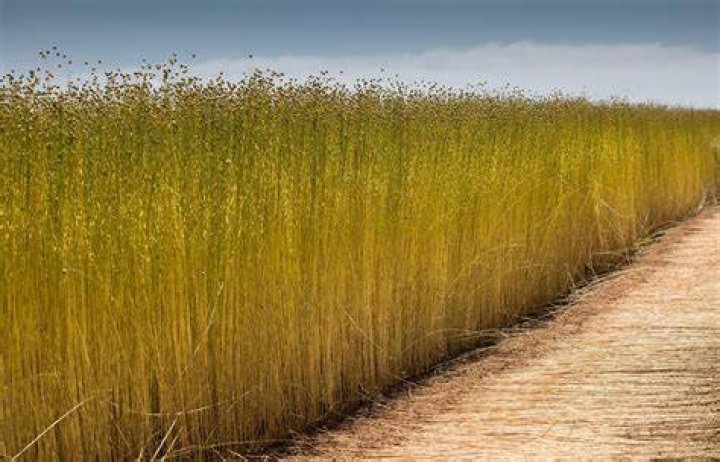 How long is flaxseed good after grinding?