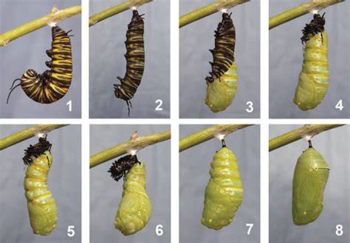 How long is the monarch chrysalis stage?