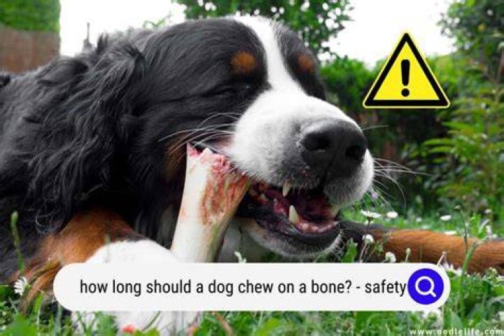How long should I let my dog chew a bone?
