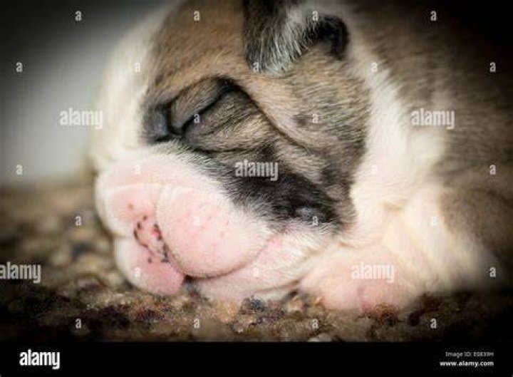 How Long Should Newborn English Bulldogs Nurse?