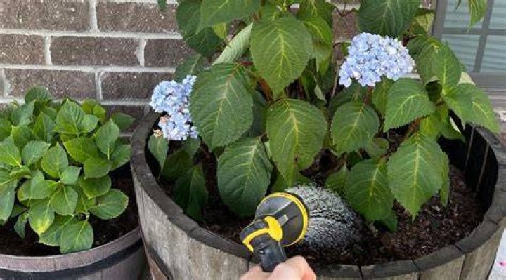 How long should you water hydrangeas?