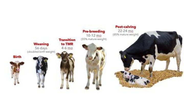 How long will a cow leave her calf?