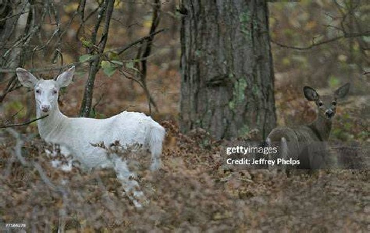 How many albino deer are in Wisconsin?