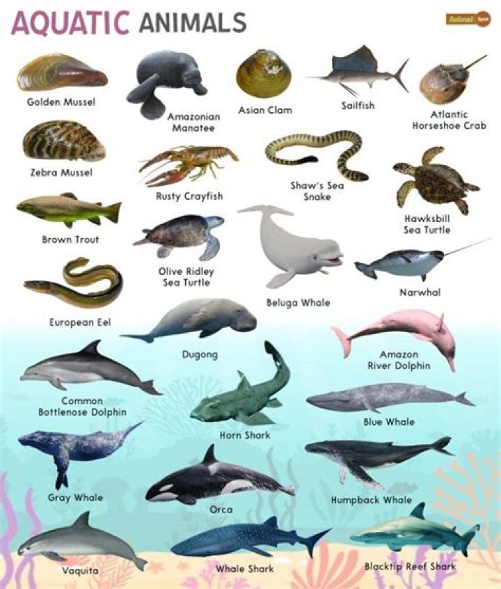 How many aquatic animals are there?