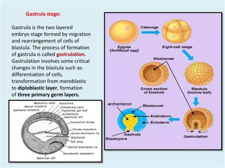 How many cells are in a Blastula?
