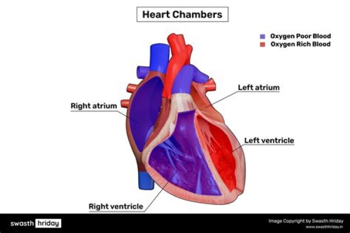 How many chamber are there in human heart?