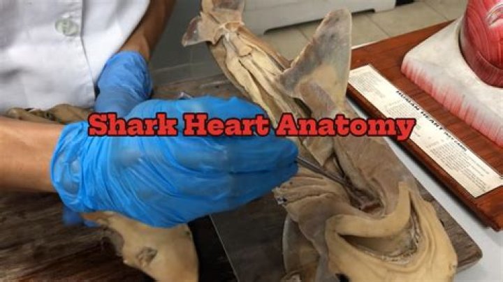 How many chambers does the heart of a shark have?