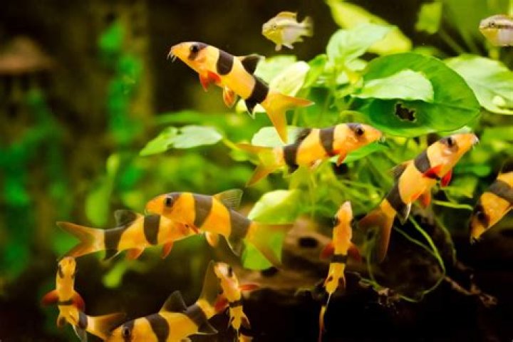 How many clown loaches should be kept together?