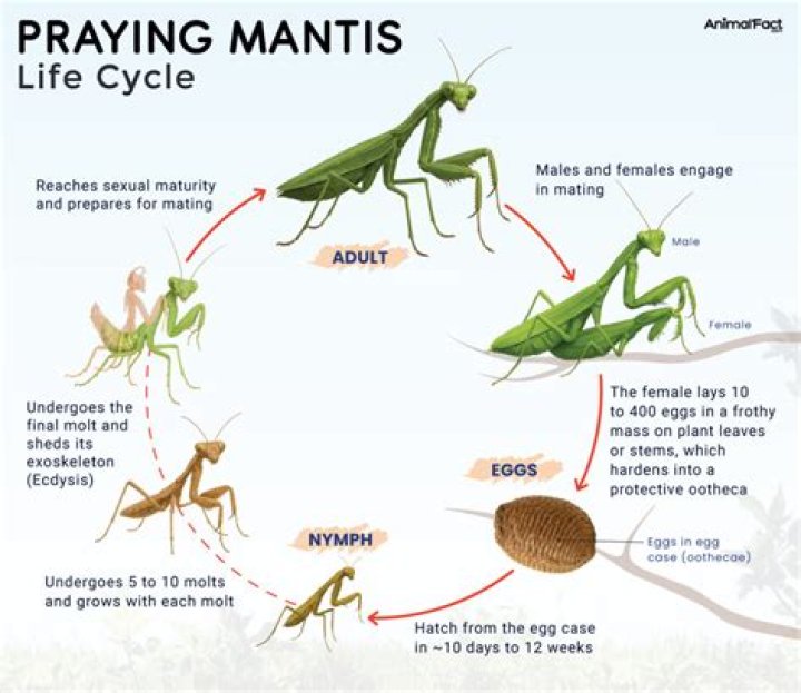 How many days can a praying mantis go without eating?