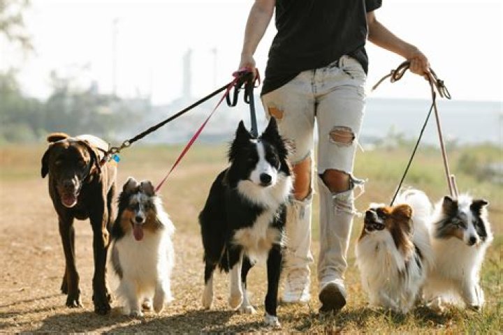How many dogs can you have in St Louis County?