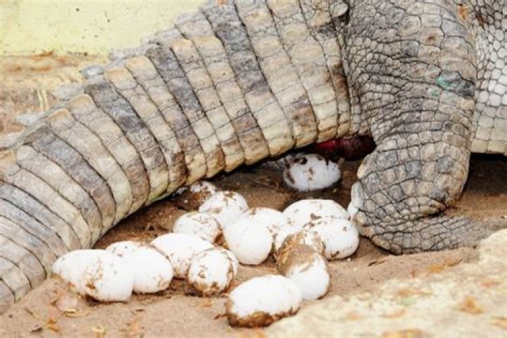 How many eggs do crocodiles lay?