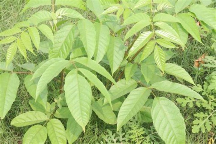 How many leaves does a pin oak tree have?