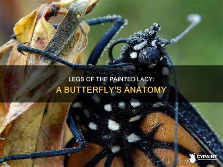 How many legs does a painted lady butterfly have?