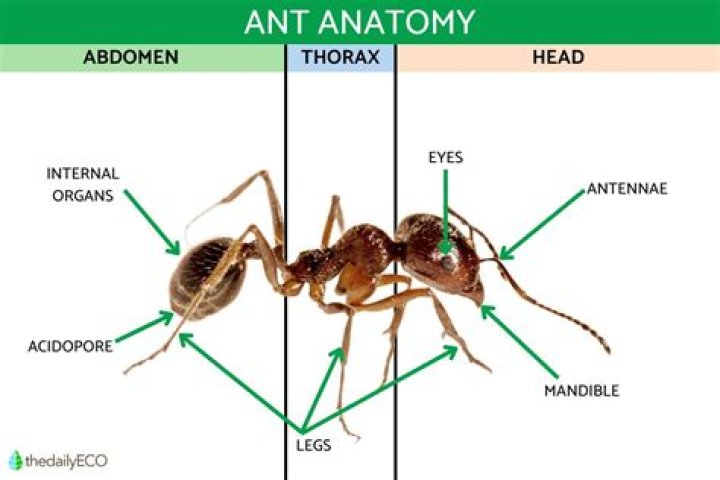 How many legs does an ant have?