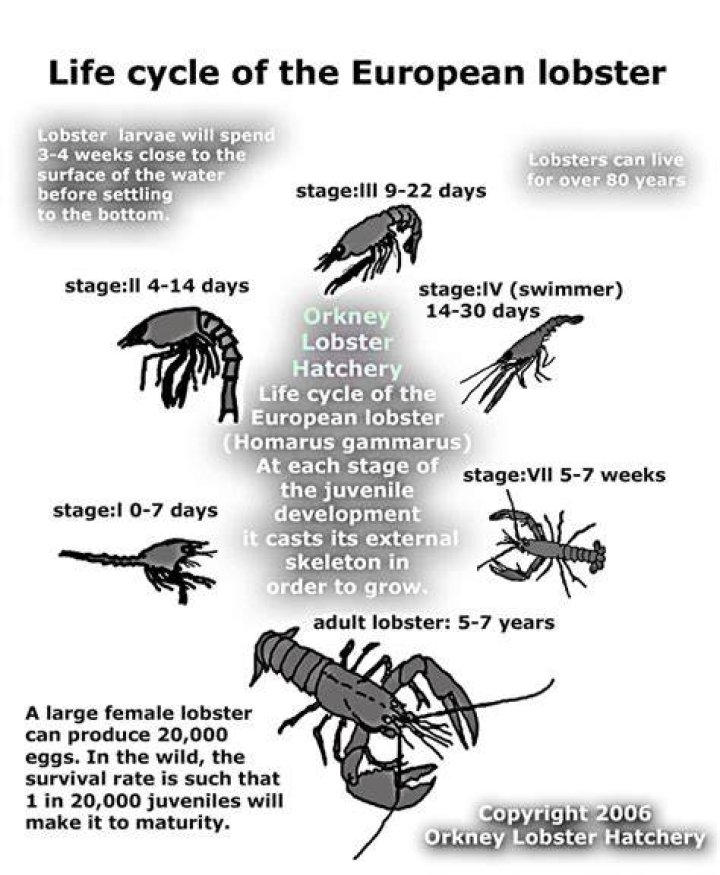 How many lobster eggs survive?