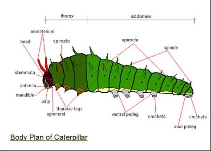 How many mouths does a caterpillar have?