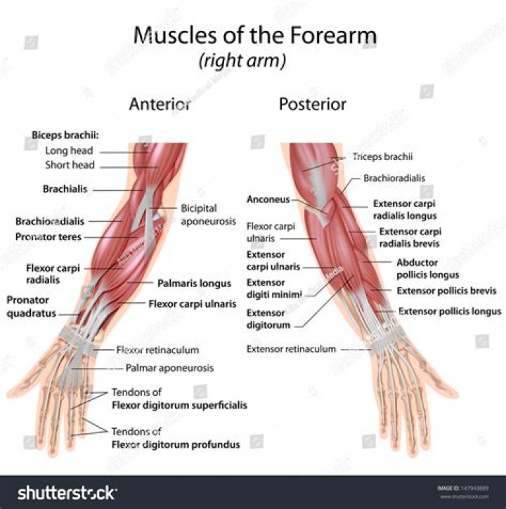How many muscles are there in the forearm?