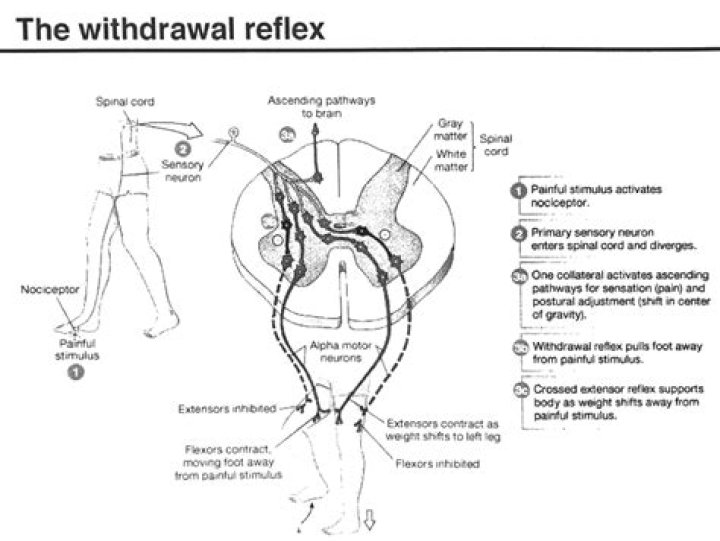 How many neurons are in the withdrawal reflex?