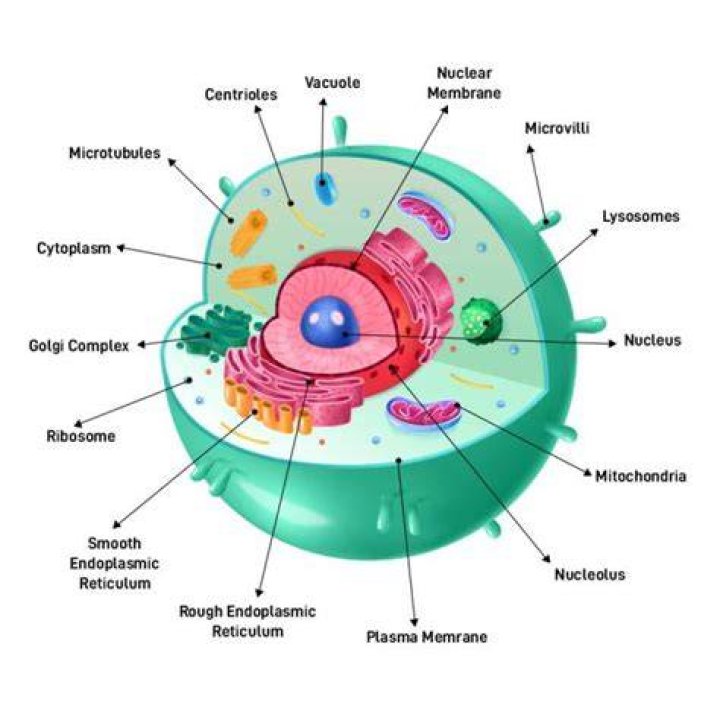 How many nucleolus are in a animal cell?